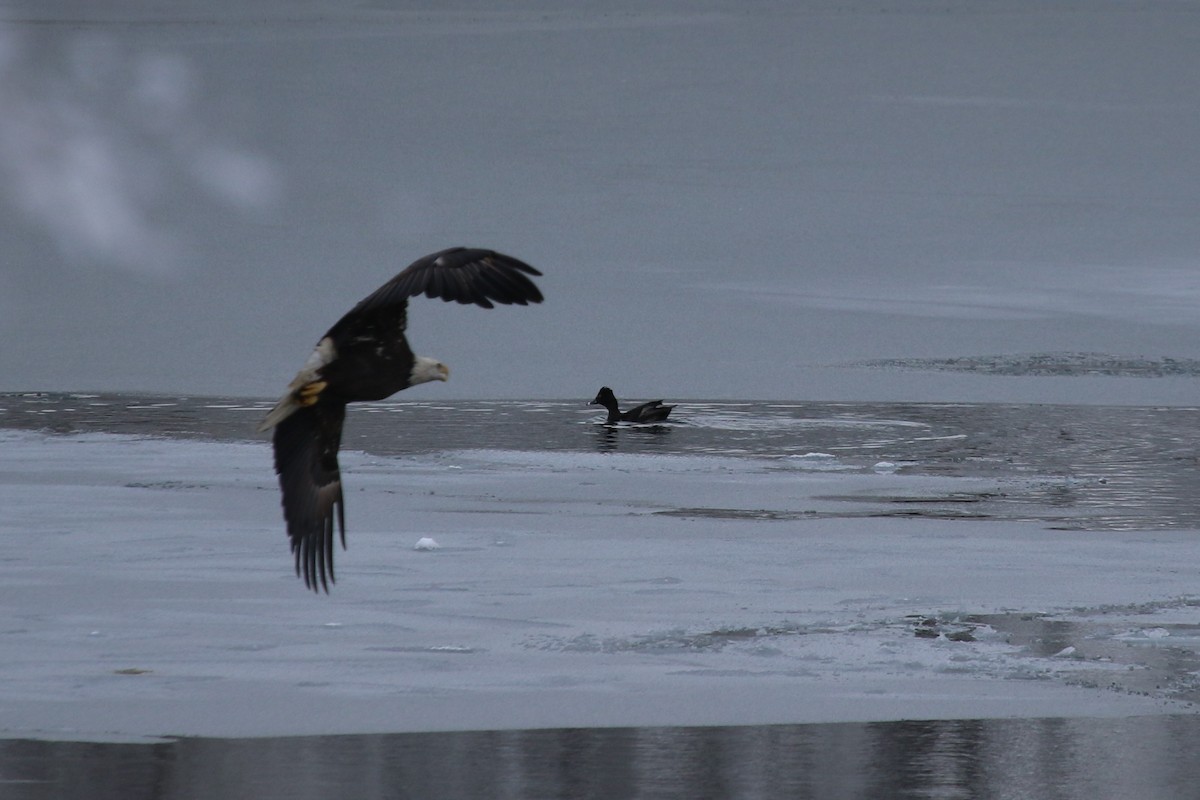 クビワキンクロ - ML646906666