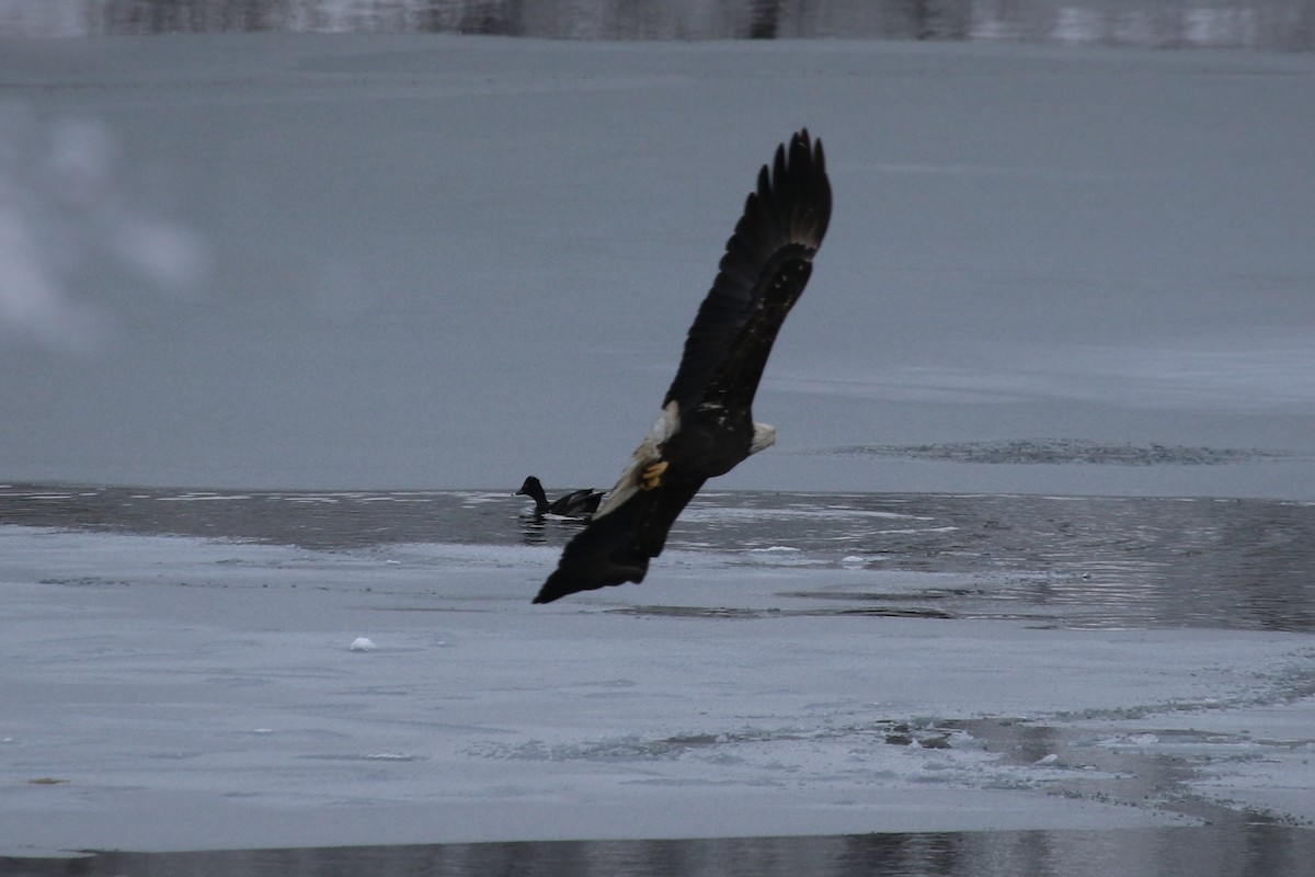 クビワキンクロ - ML646906667