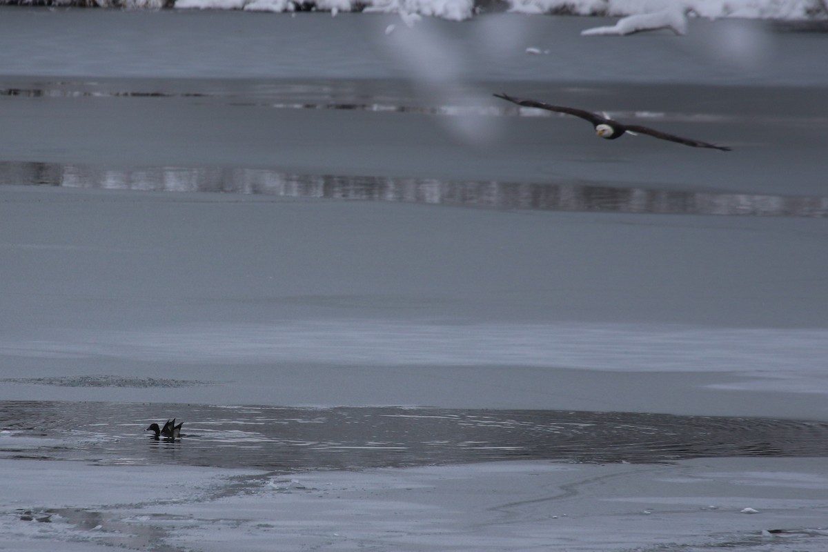 クビワキンクロ - ML646906668