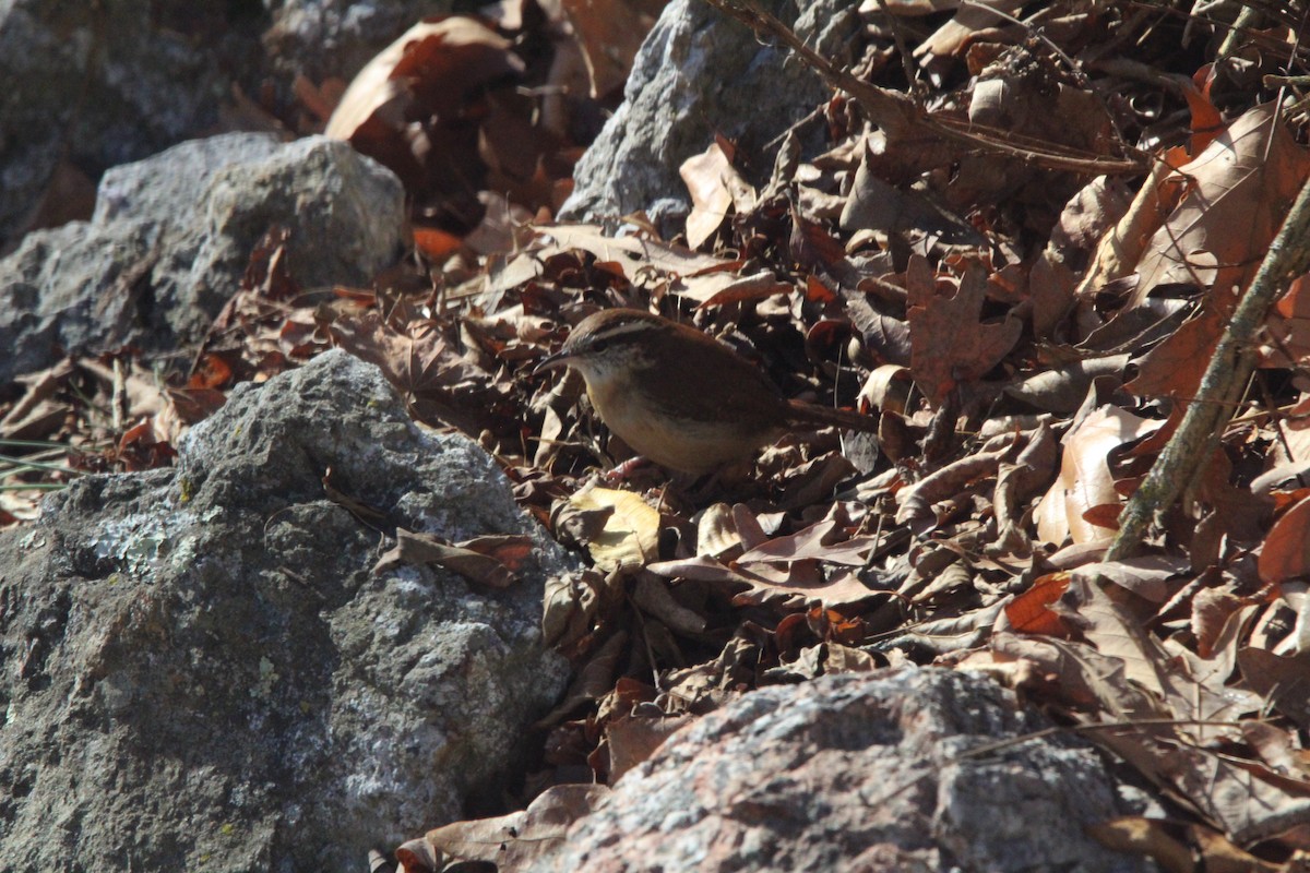 チャバラマユミソサザイ - ML646906669