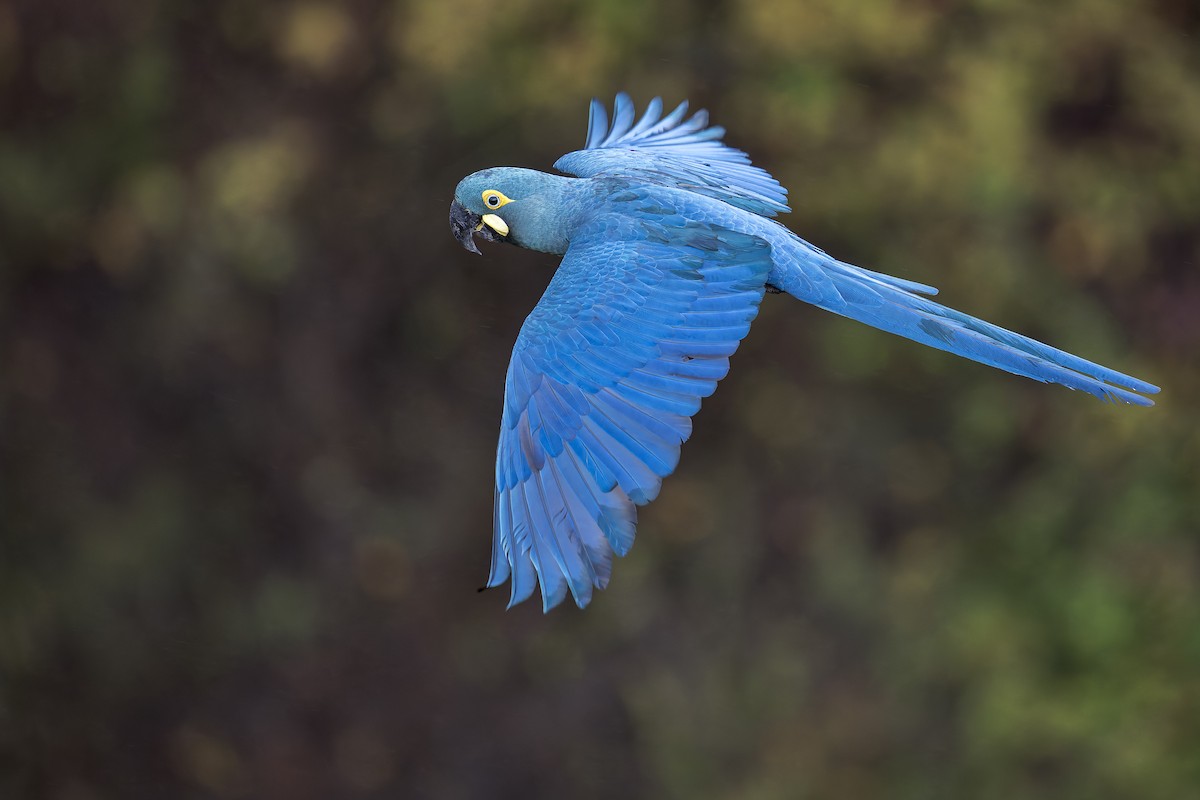 コスミレコンゴウインコ - ML646906671