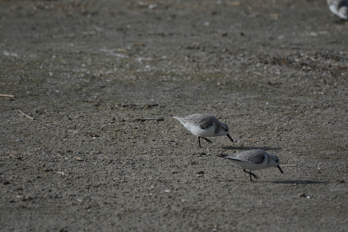 ミユビシギ - ML646906672