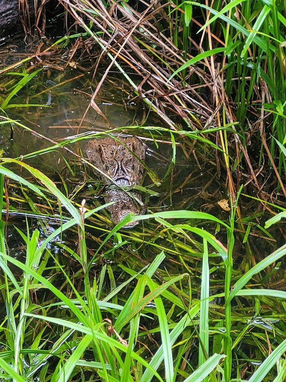 Caimanes - ML646906673