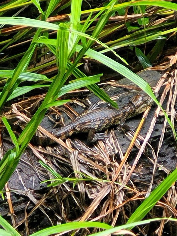 Caimanes - ML646906674