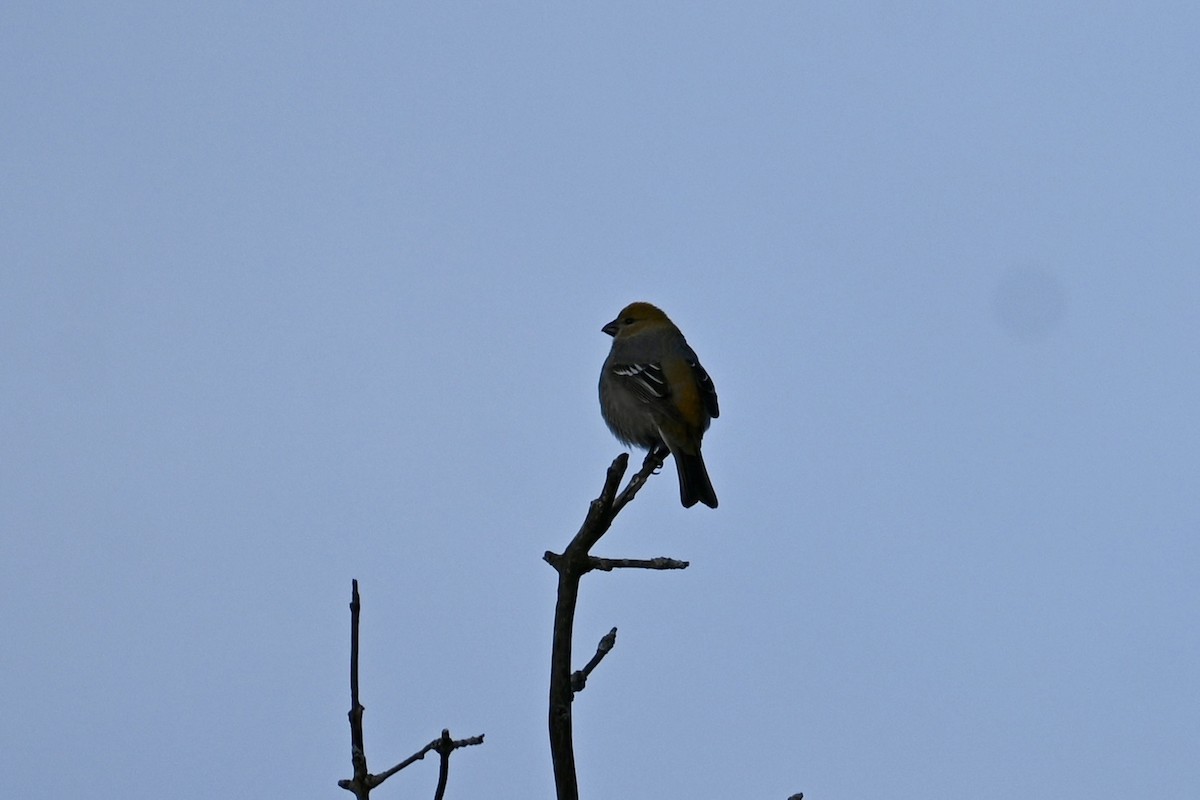 ギンザンマシコ - ML646906675