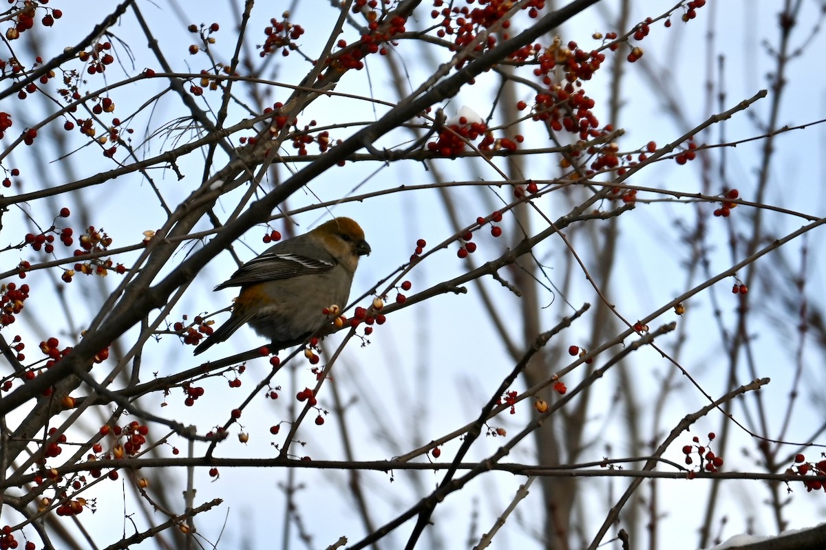 ギンザンマシコ - ML646906676