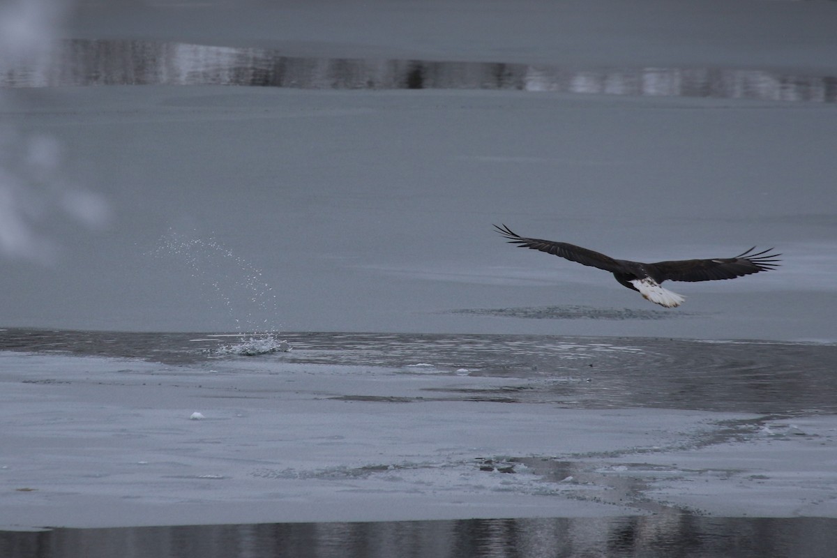 ハクトウワシ - ML646906677