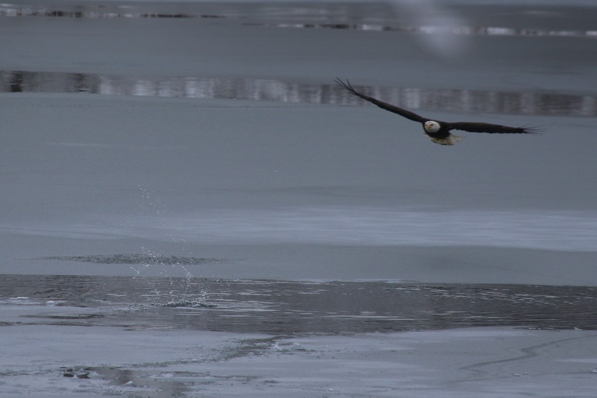 ハクトウワシ - ML646906678