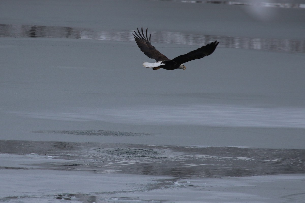 ハクトウワシ - ML646906679