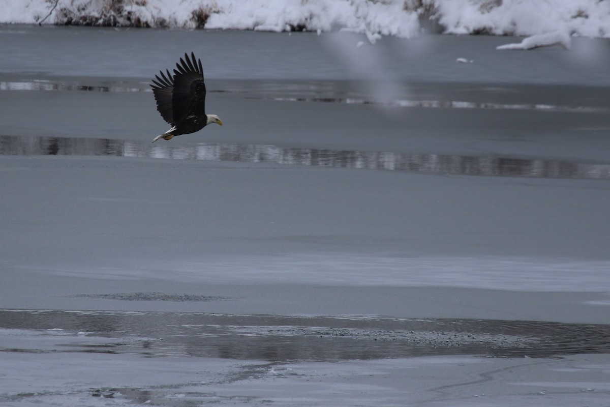 ハクトウワシ - ML646906680