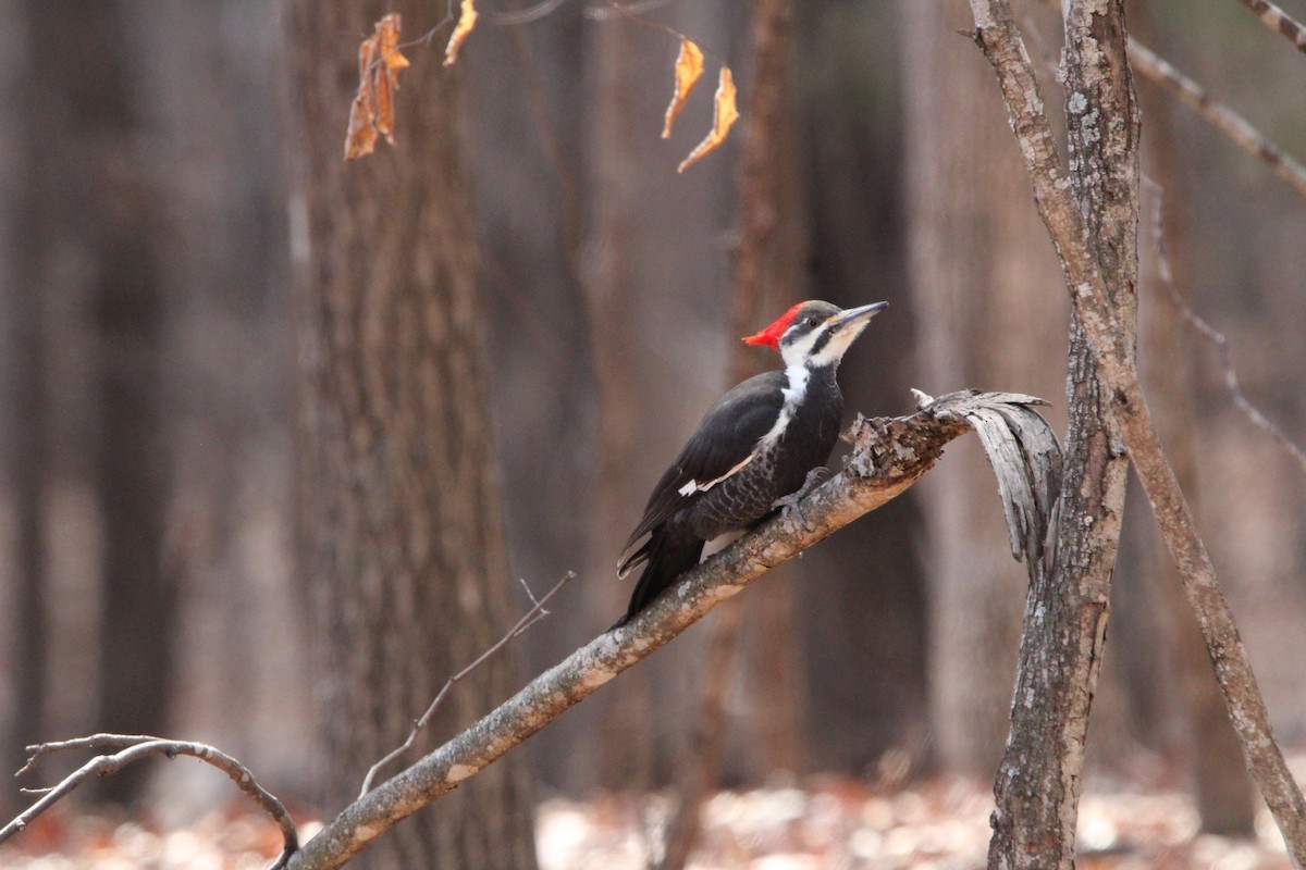 エボシクマゲラ - ML646906682