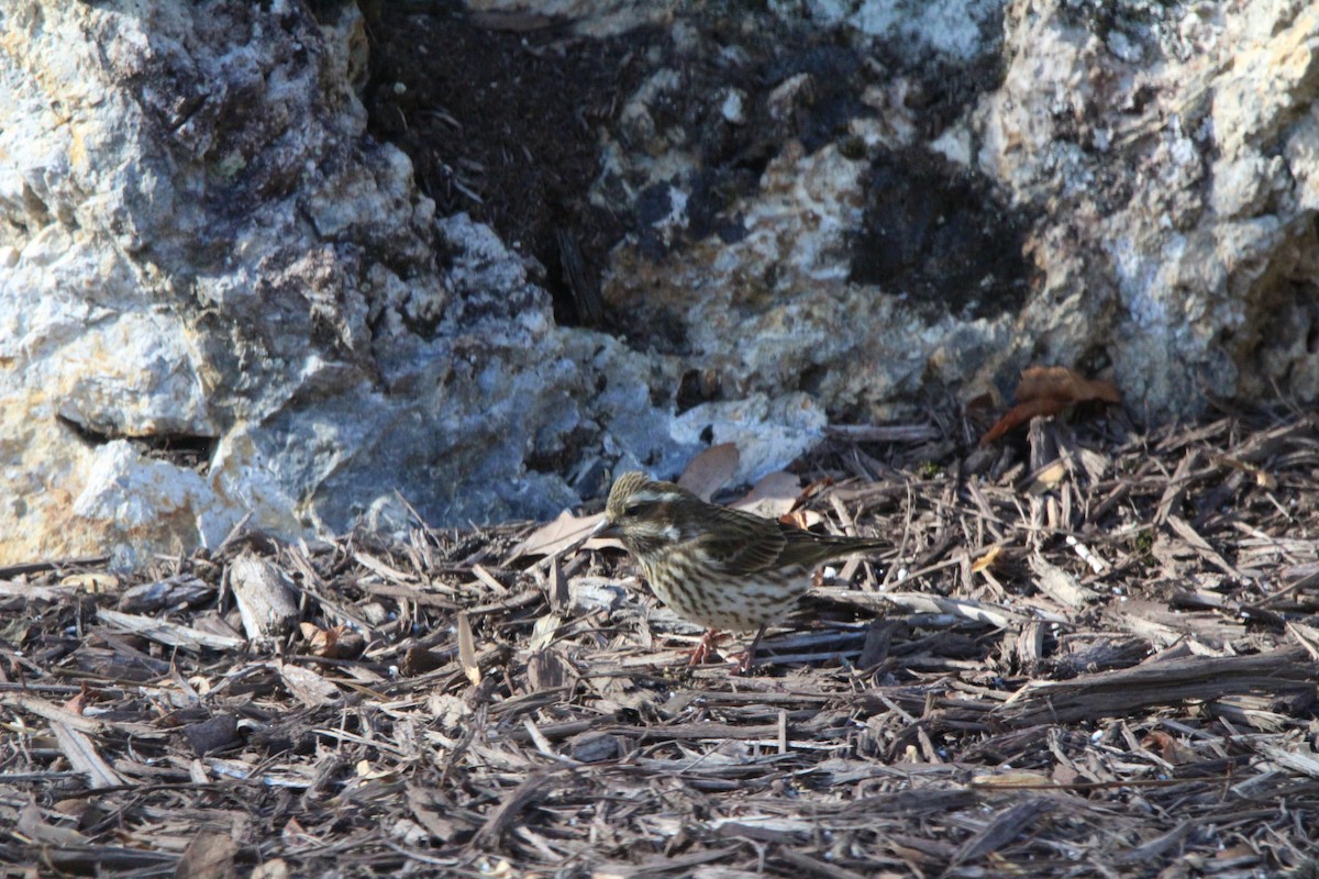 ムラサキマシコ - ML646906685