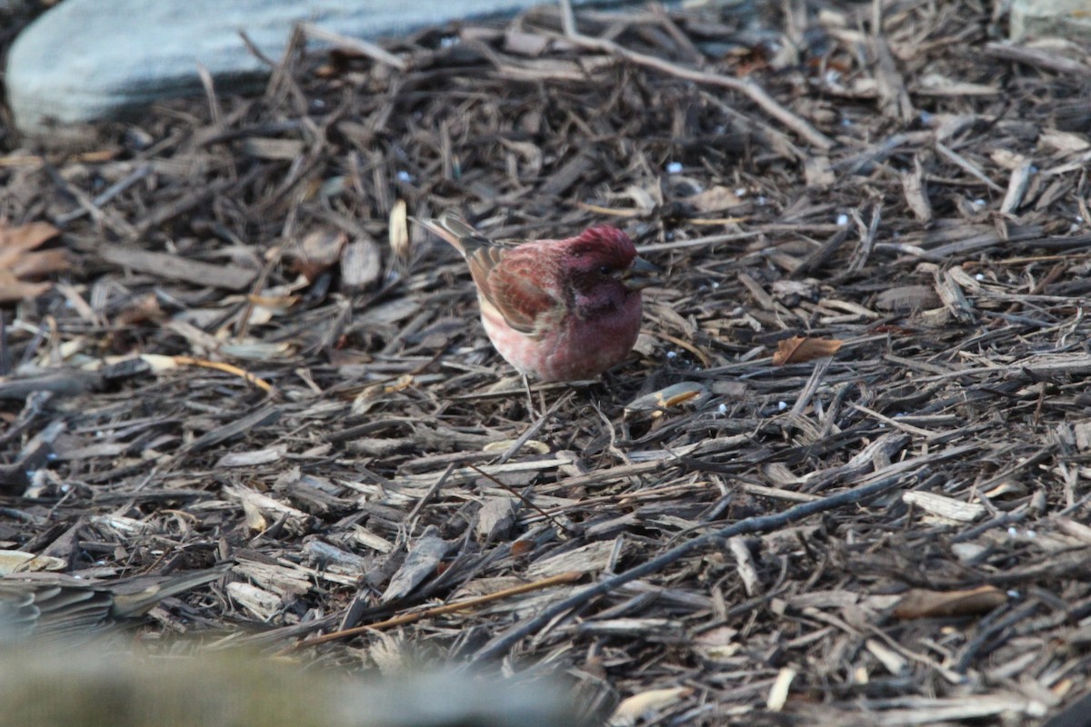 ムラサキマシコ - ML646906686