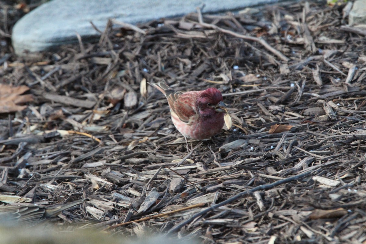 ムラサキマシコ - ML646906687