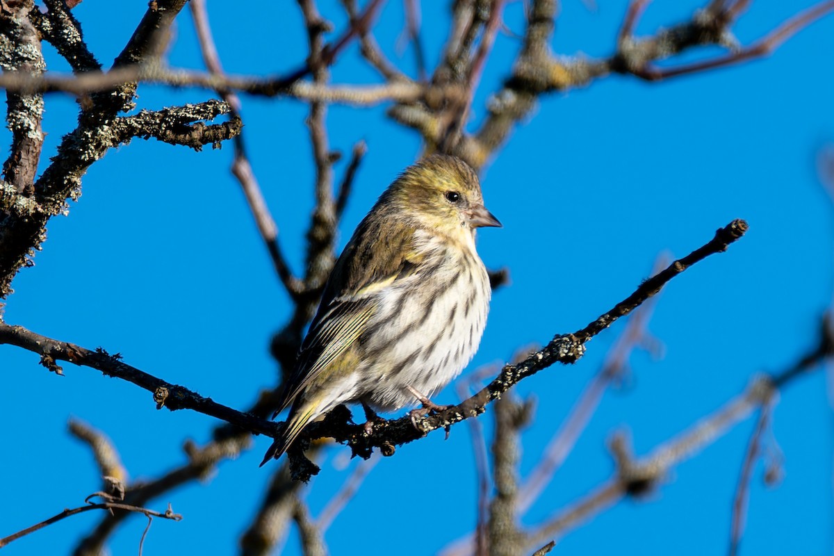 マヒワ - ML646906688