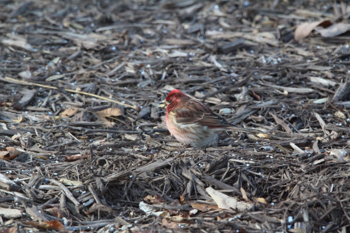 ムラサキマシコ - ML646906689