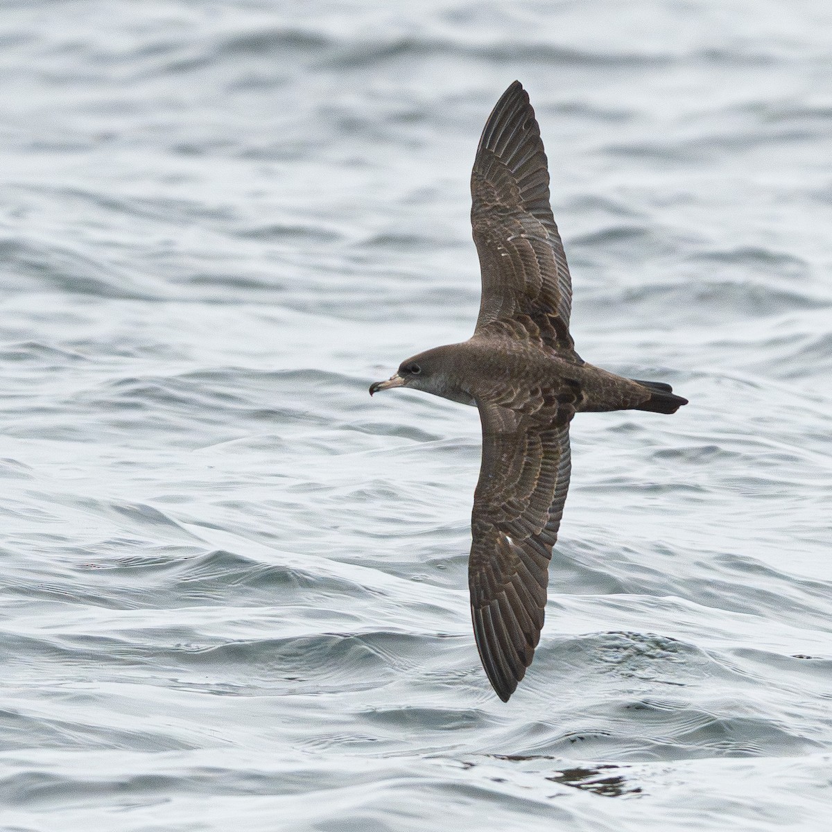 ハイイロミズナギドリ - ML646906690