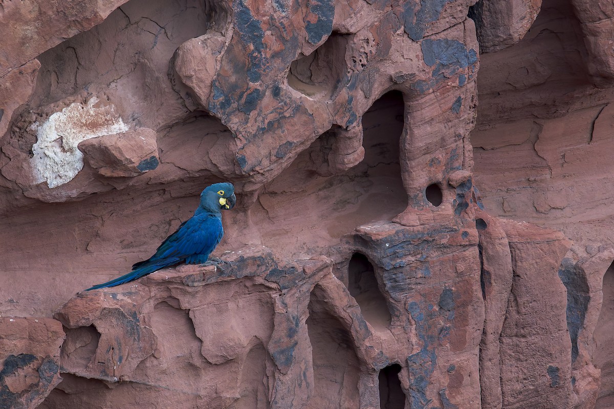 コスミレコンゴウインコ - ML646906691