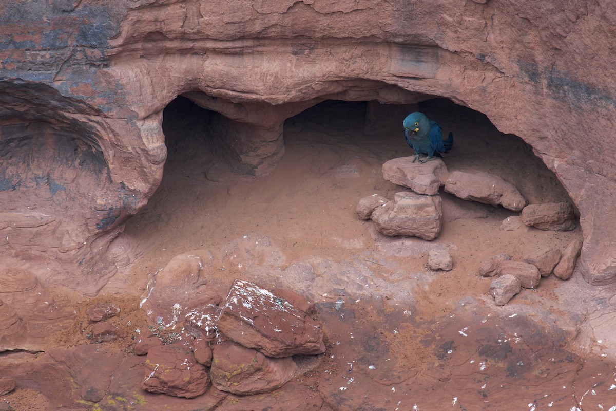 コスミレコンゴウインコ - ML646906700