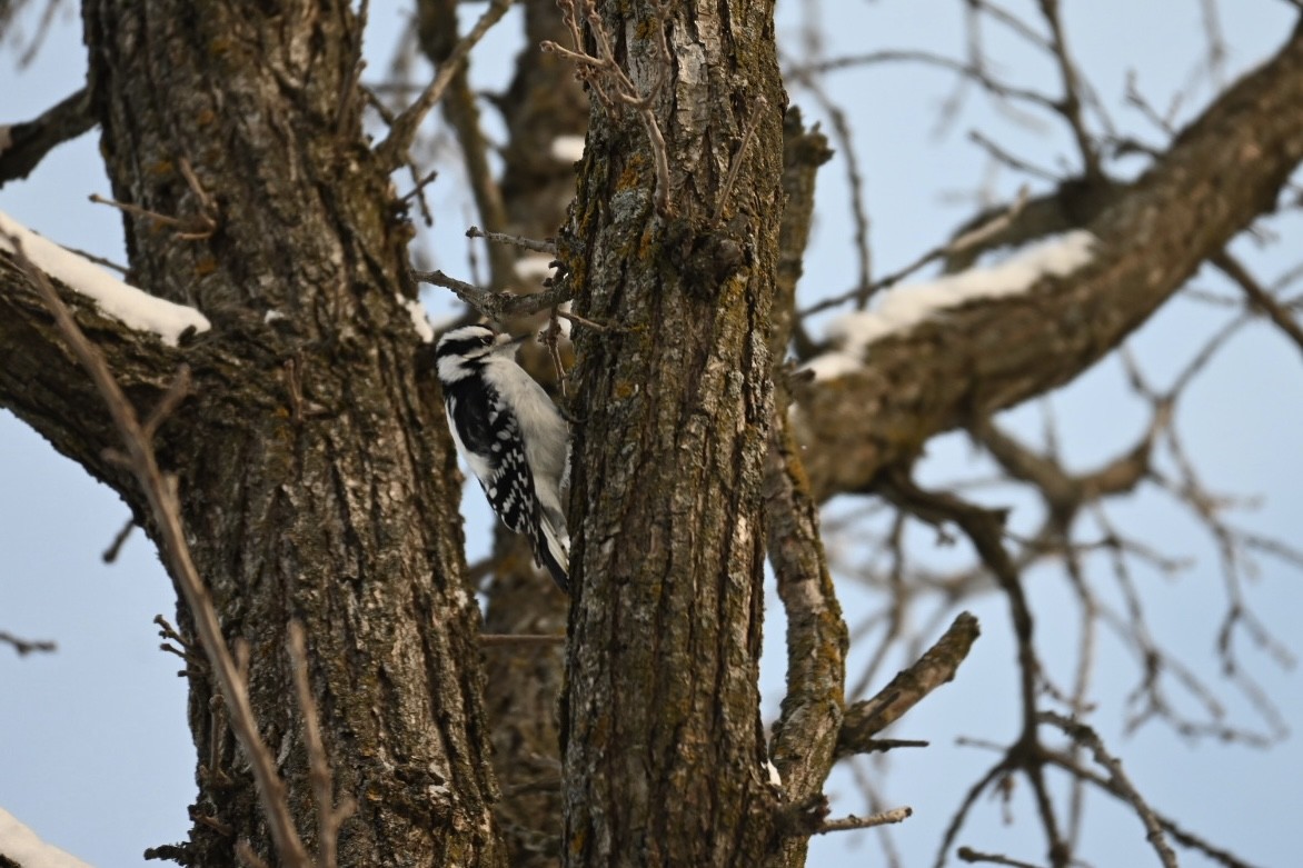 セジロコゲラ - ML646906701