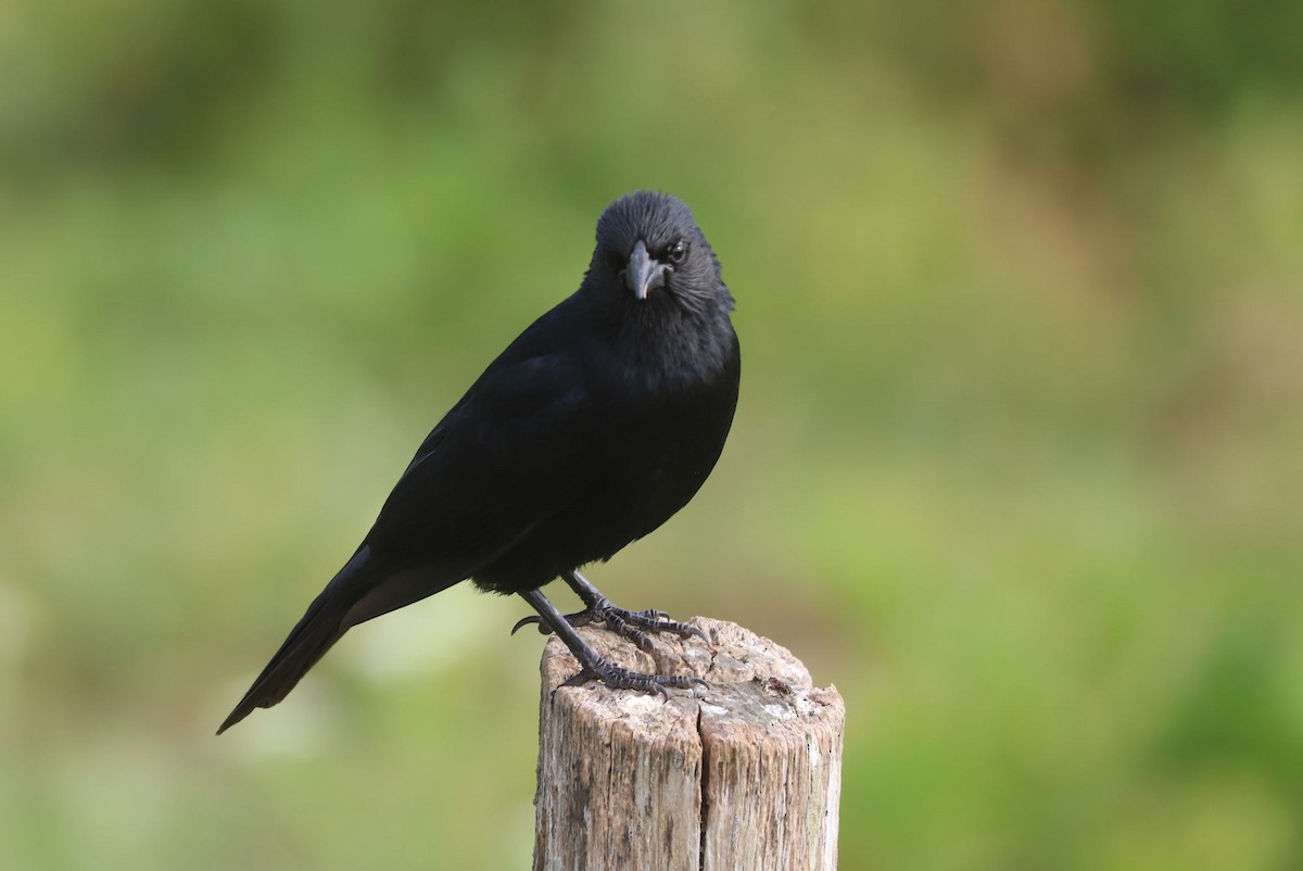 Austral Blackbird - ML646906703