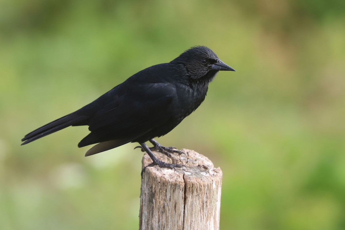 Austral Blackbird - ML646906704