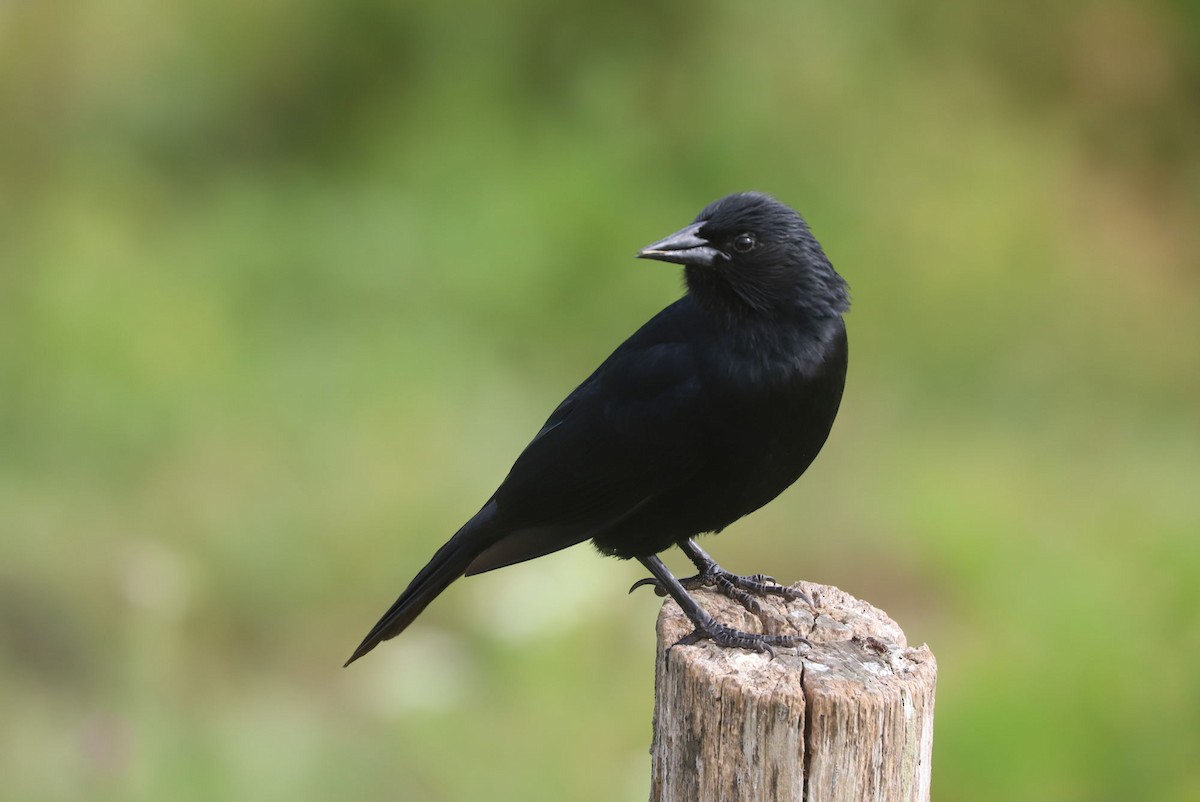 Austral Blackbird - ML646906705