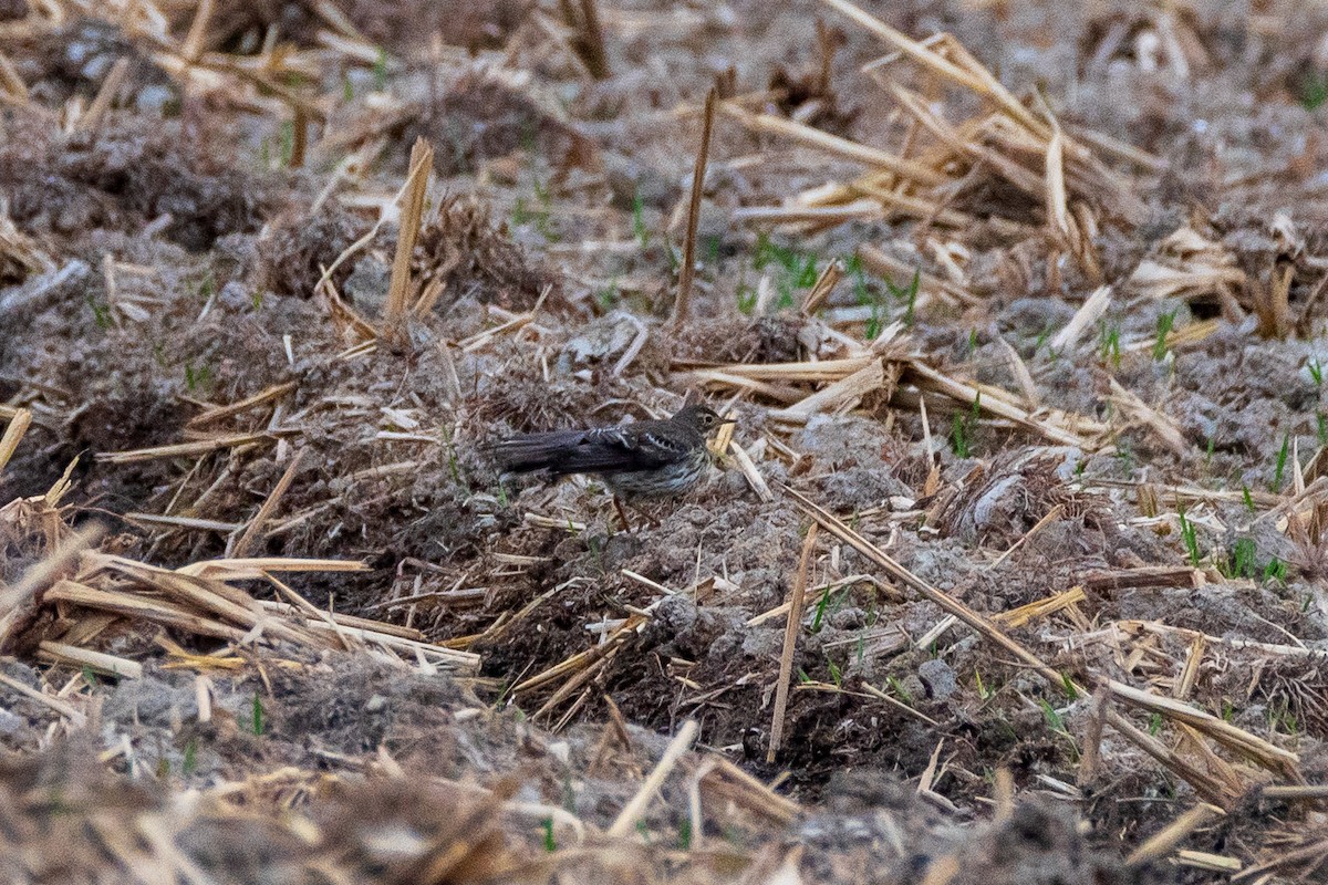 Siberian Pipit - ML646906709