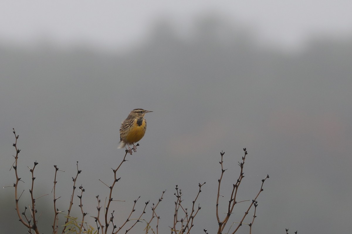 Шпаркос східний - ML646906713