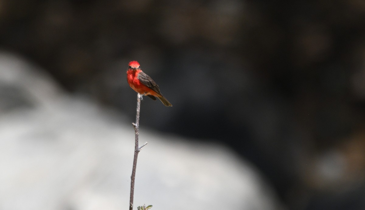 Vermilion Flycatcher - ML646906714