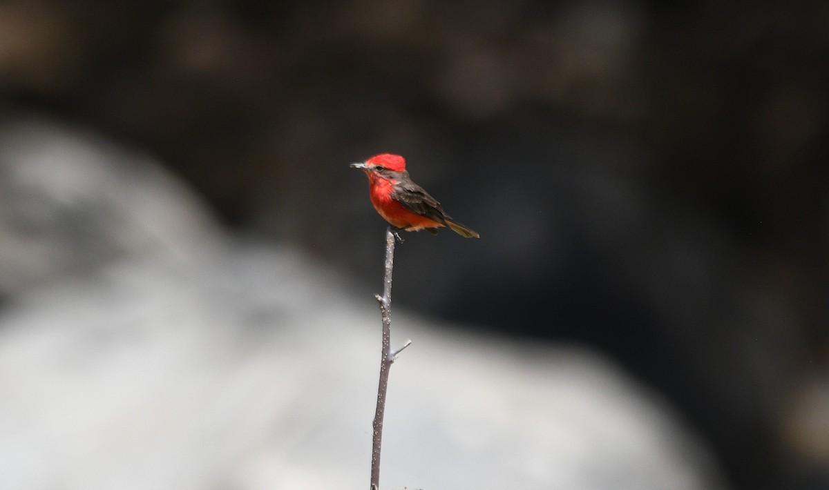 Vermilion Flycatcher - ML646906717