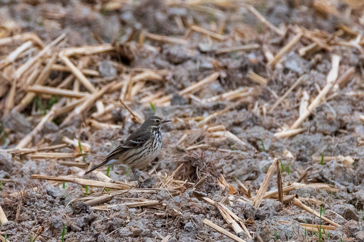 Siberian Pipit - ML646906718
