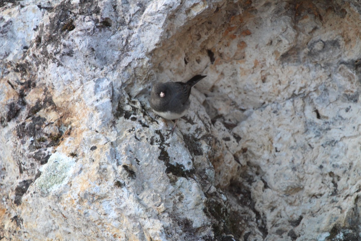 Dark-eyed Junco - ML646906719
