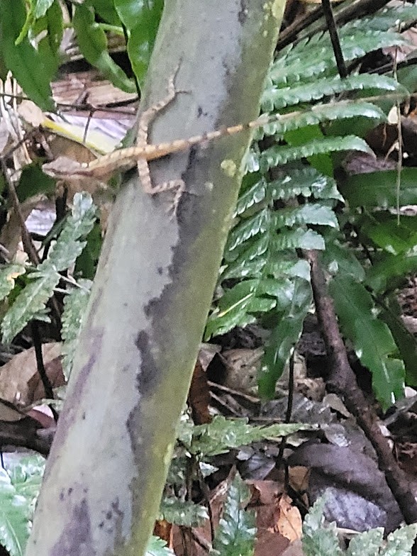 abaniquillo centroamericano - ML646906724