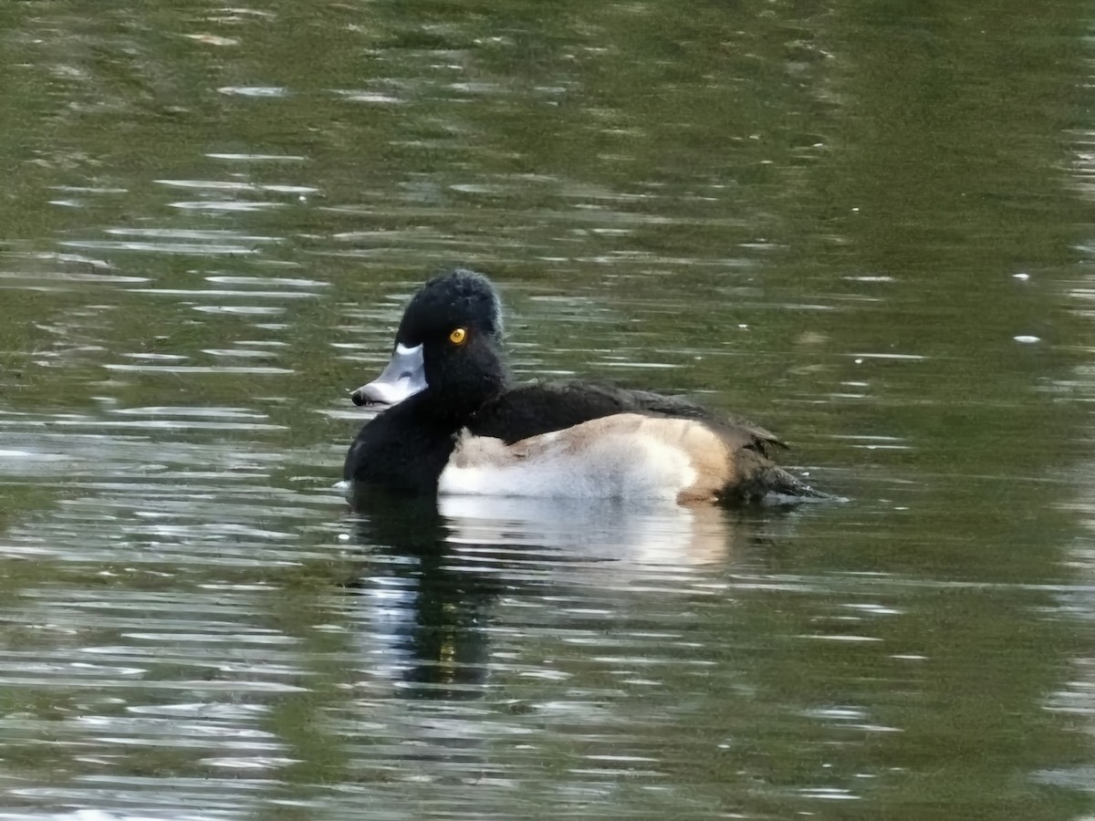 Ring-necked Duck - ML646906725