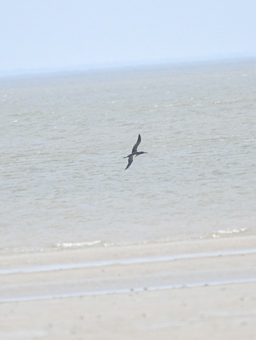 Северная олуша - ML646906727