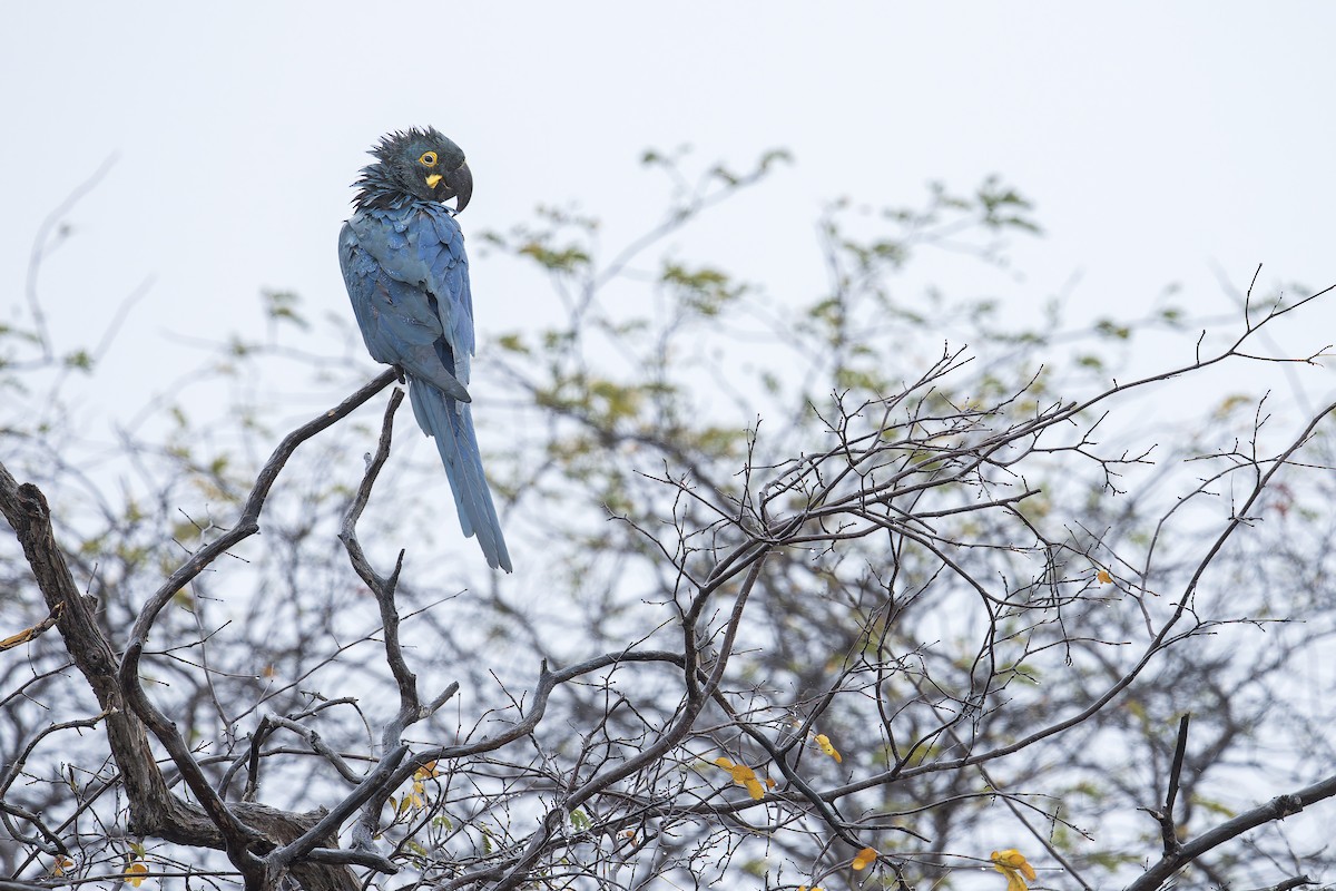 indigoara - ML646906729