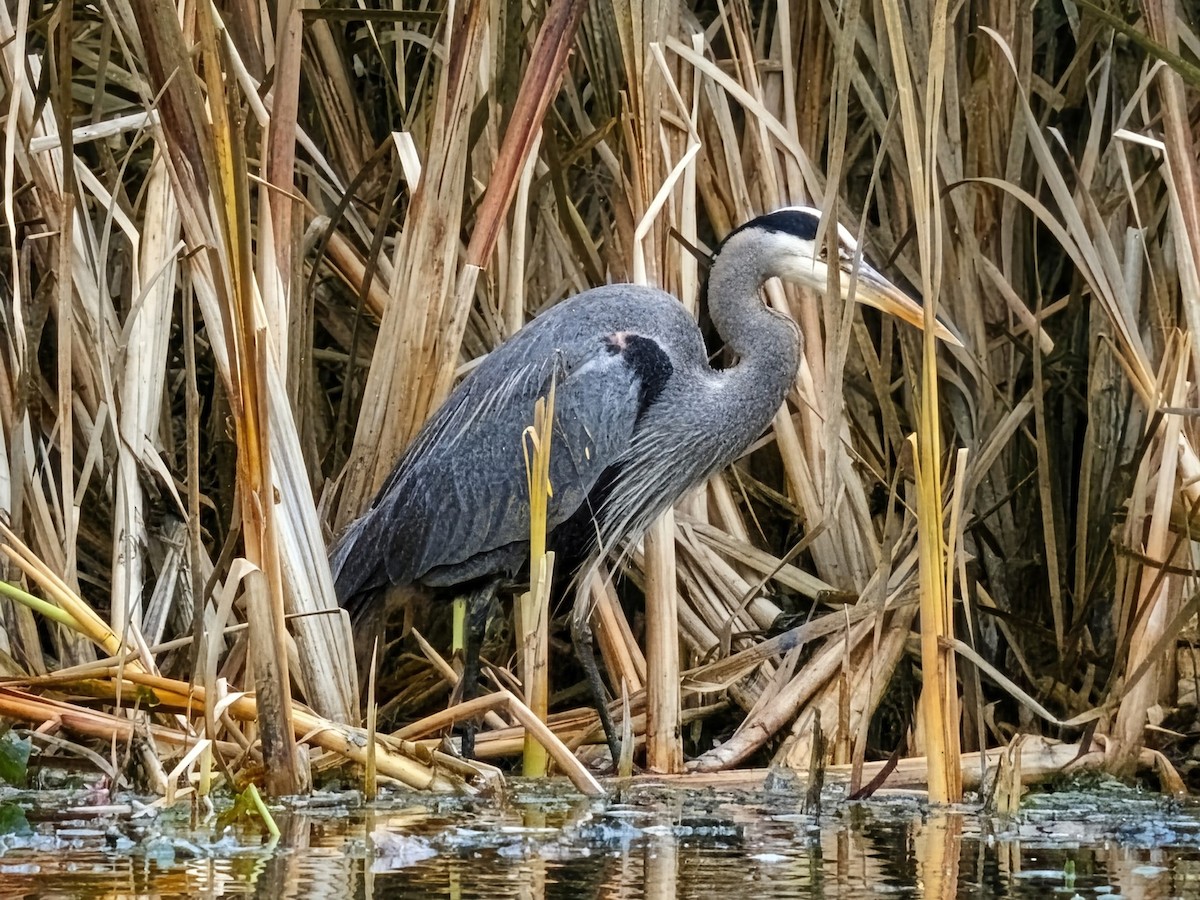 Great Blue Heron - ML646906730