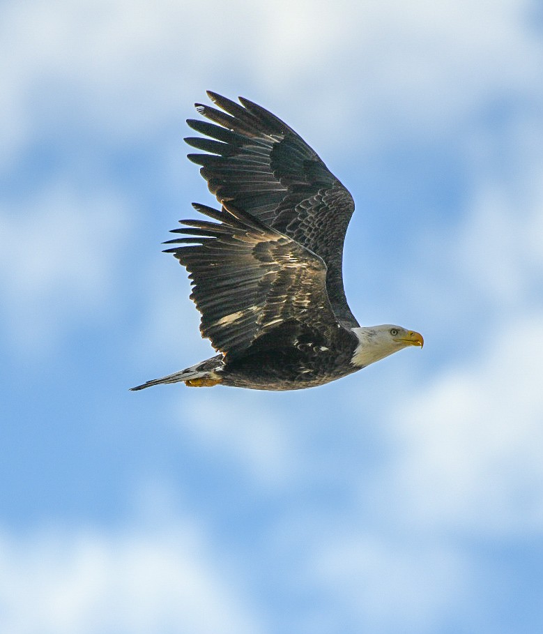 Белоголовый орлан - ML646906731