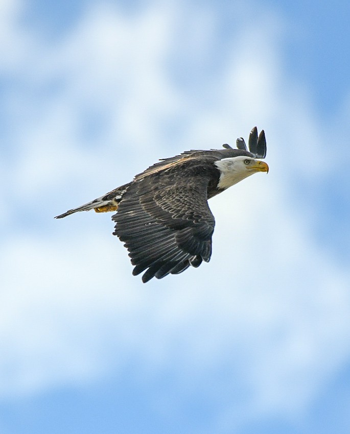 Белоголовый орлан - ML646906732