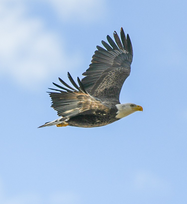 Белоголовый орлан - ML646906733