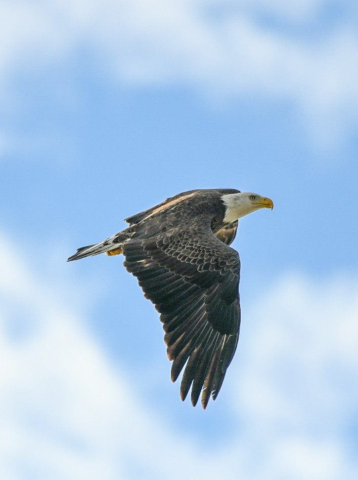 Белоголовый орлан - ML646906734