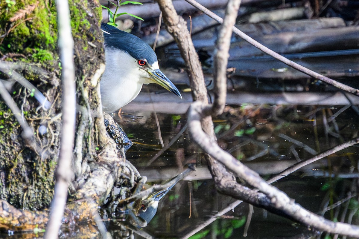 夜鷺 - ML646906735