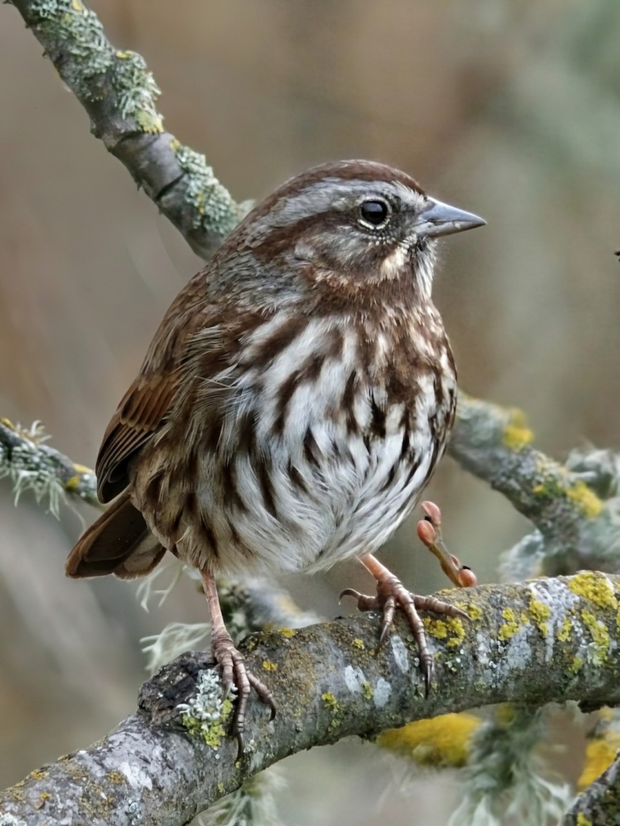 Song Sparrow - ML646906736