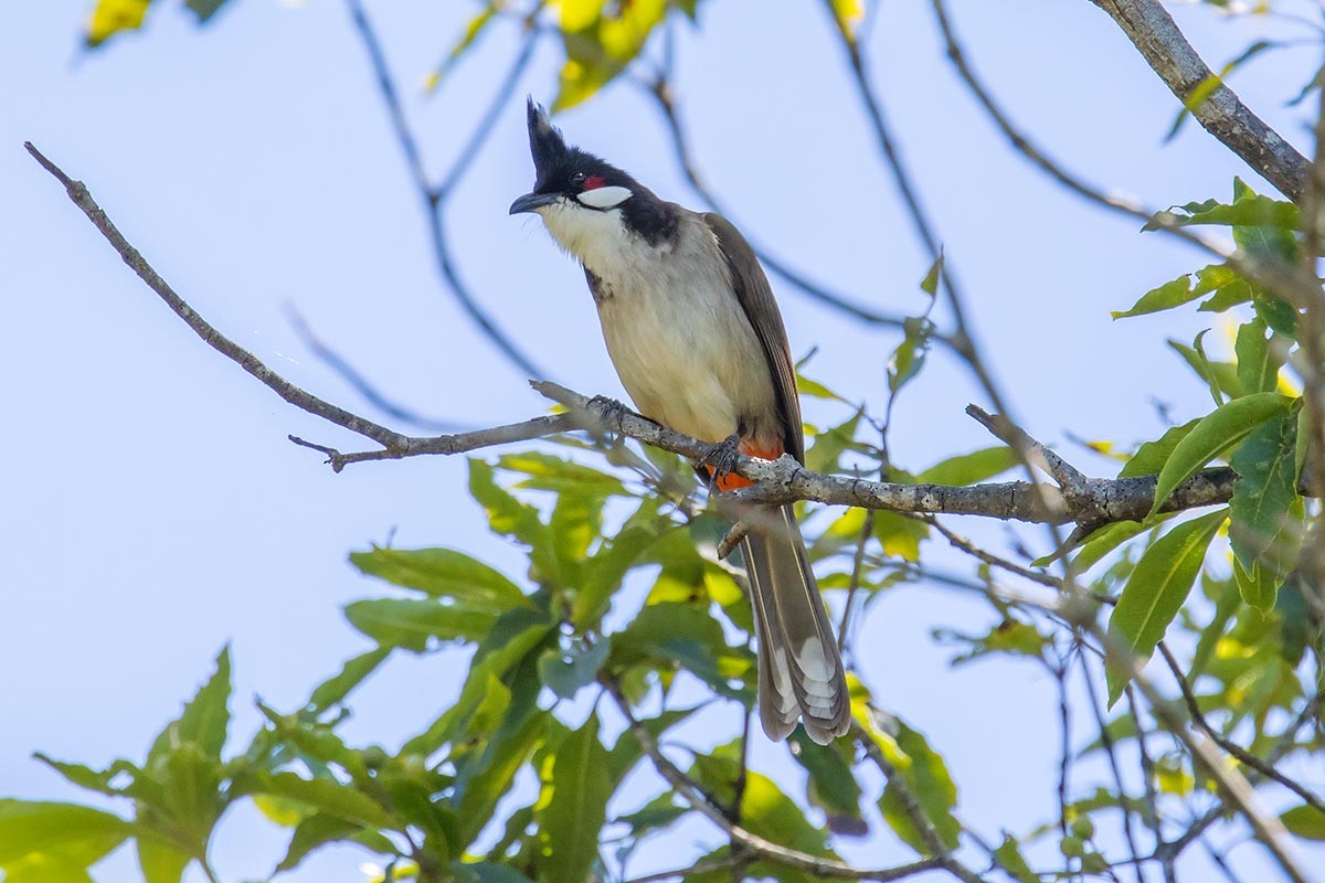 בולבול אדום-שפם - ML646906737