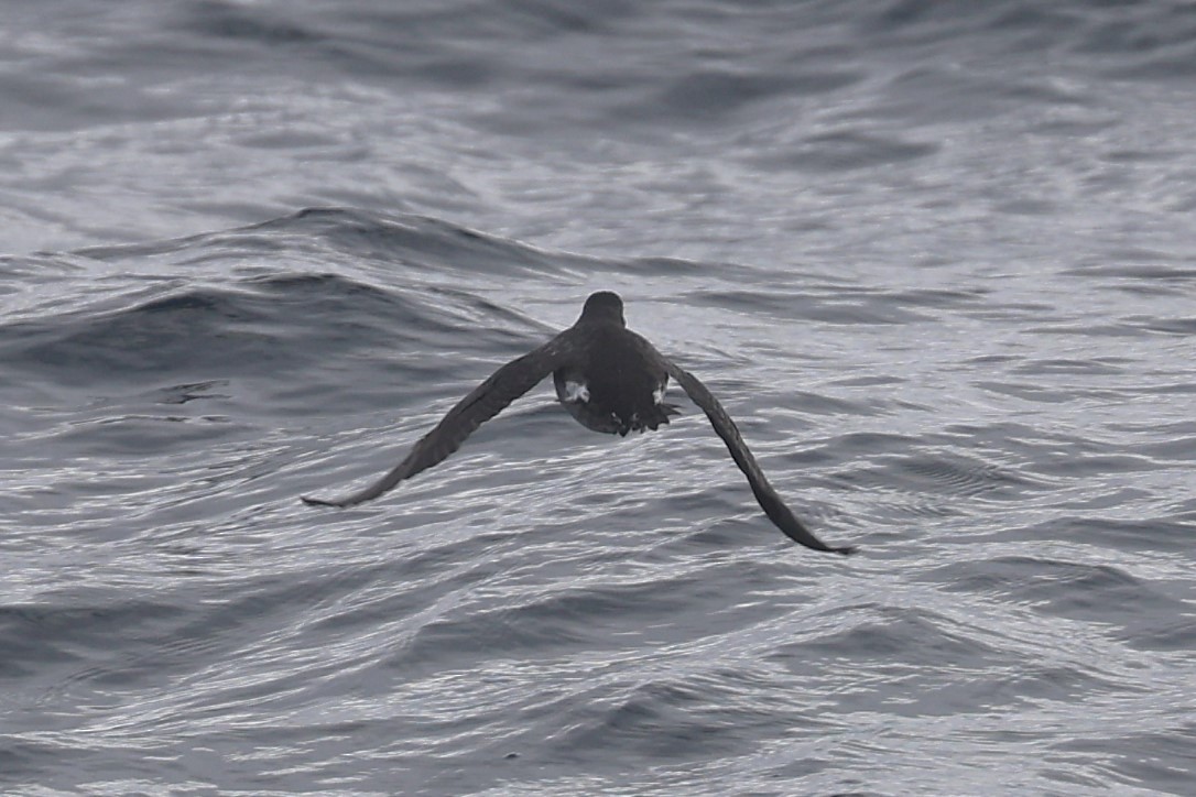 Parakeet Auklet - ML646906738