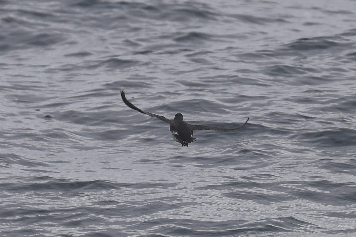 Parakeet Auklet - ML646906739