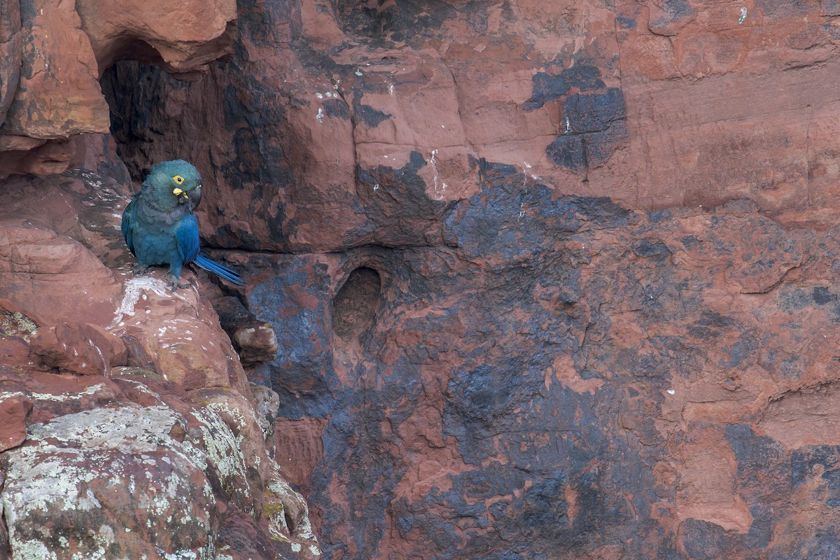 indigoara - ML646906745