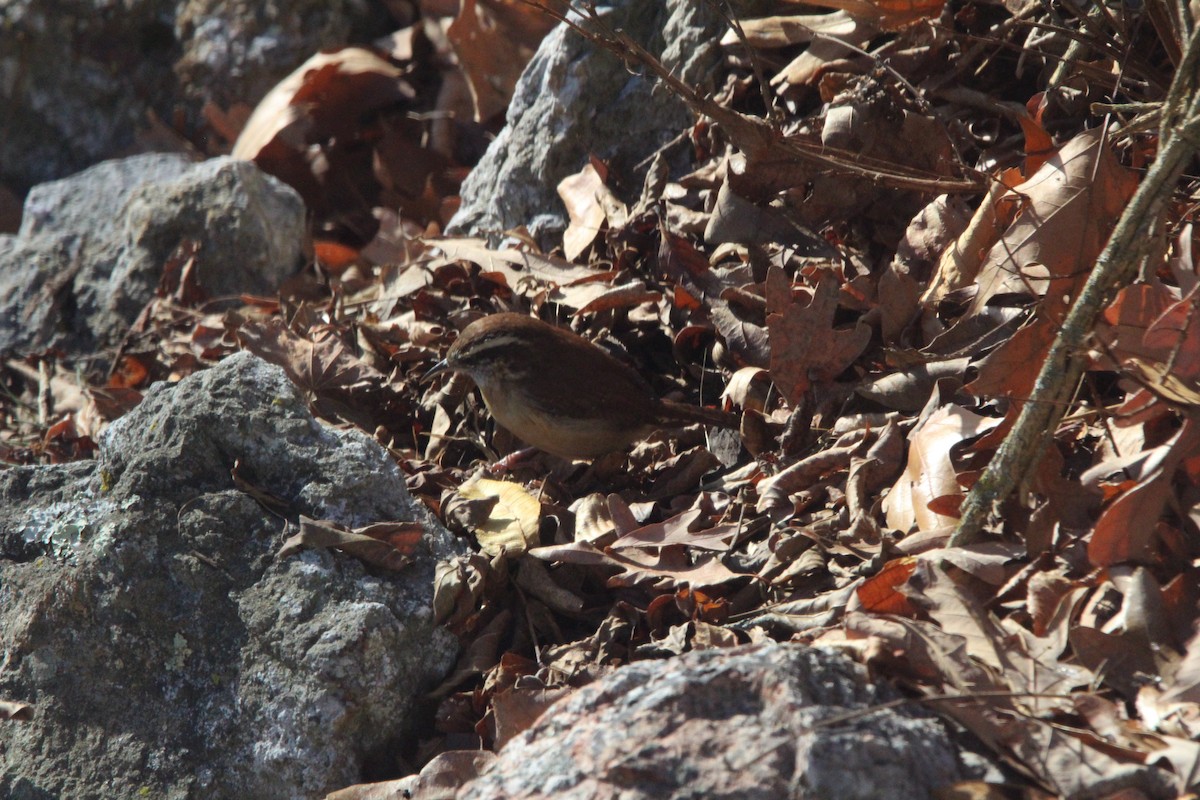 Carolina Wren - ML646906746