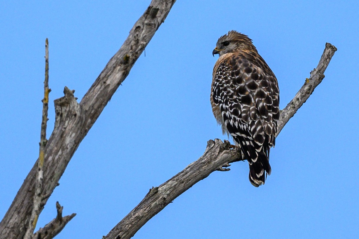 Red-shouldered Hawk - ML646906749